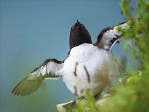 Razorbill, Alca Torda, birds on cliffs, Bempton Cliffs, North Yorkshire, England, United Kingdom,