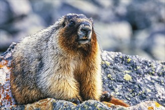 Hoary marmot (Marmota caligata) sits on a boulder in a rocky terrain and looks towards the camera,