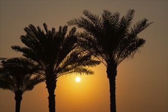 Palm trees, sunset, evening mood, The Boardwalk, waterfront promenade, Palm Jumeirah, Dubai, United