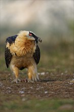 Old bearded vulture (Gypaetus barbatus), bones, Luderplatz, portrait, evening light, Catalonia,