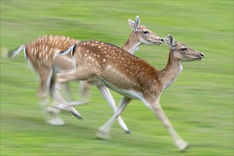 Fallow deer (Dama dama), game, hunting, running, Haltern, North Rhine-Westphalia, Germany, Europe