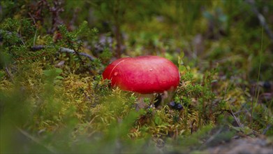 Fly agaric (Amanita muscaria) almost without spots, a, close-up, nature, nature photo, landscape,