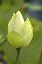 Lotus (Nelumbo), Botanical Garden, Erlangen, Middle Franconia, Bavaria, Germany, Europe