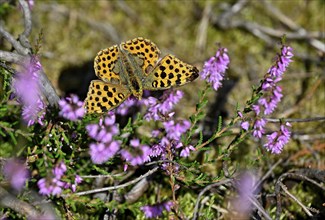 Silver-washed fritillary (Argynnis paphia), sitting on flowering heather (Erica vulgaris), Lüneburg