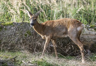 European roe deer (Capreolus capreolus), doe standing in the forest, captive, Thuringia, Germany,