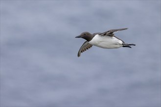 Common guillemot (Uria aalge), flying, Grimsey Island, Iceland, Europe