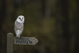 Barn owl (Tyto alba) adult bird on a footpath sign post, England, United Kingdom, Europe