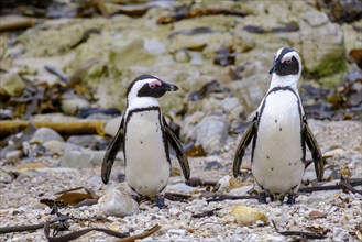 African penguin, penguin, Stony Point Penguin Colony, Bettys Bay, Garden Route, Western Cape, South