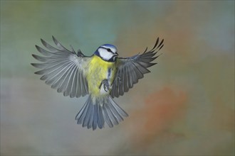 Blue Tit (Parus caeruleus) in flight, lateral aerial view, Wilden, North Rhine-Westphalia, Germany,