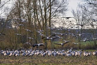 Schwarm von Kranichen, die in der Abenddämmerung vor einem Waldhintergrund fliegen, Kraniche auf