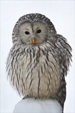 Ural owl (Strix uralensis) in winter, Bavarian Forest, Germany, Europe