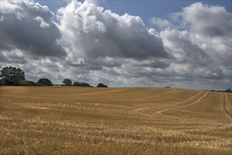 Harvested barleys (Hordeum vulgare), cloudy sky, Vitense, Mecklenburg-Vorpommern, Germany, Europe