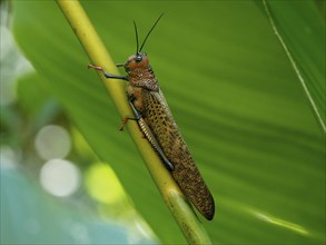 Giant locust (Tropidacris cristata), grasshopper, Manuel Antonio National Park, Costa Rica, Central