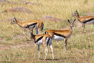 Flock with Thomson's gazelle (Eudorcas thomsonii) on the grass savanna in Africa, Maasai Mara