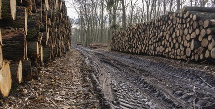 Pile of wood in the forest, Berlin suburbs, Germany, Europe