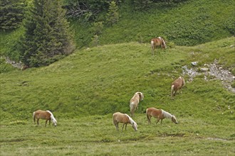 Haflinger, Ebbs, Tyrol, Austria, Europe