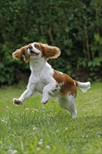 Cavalier King Charles Spaniel, kitten