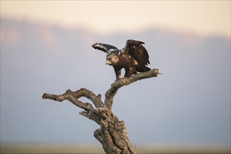 Iberian Eagle, Spanish Imperial Eagle (Aquila adalberti), Extremadura, Castilla La Mancha, Spain,