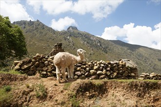 Alpaca (Vicugna pacos) on a stone wall in the Andean highlands, Combapata district, Canchis