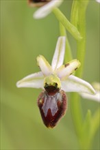 Ragwort in splendour (Ophrys splendida), flower, Provence, southern France