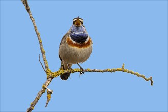 Bluethroat (Luscinia svecica) singing on a branch, wildlife, Germany, Europe