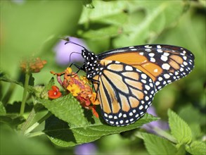 Monarch butterfly (danaus erippus, the sister species of Danaus plexippus) on a spanish flag