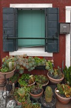 Cluster of cacti in front of a window with blinds, Burano, Venice, Veneto, Italy, Europe