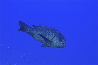 Black and white snapper (Macolor niger), Dangerous Reef Dive Site, St Johns Reef, Saint Johns, Red