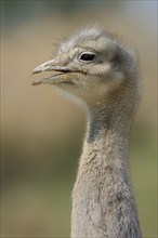 Darwin's rhea (Pterocnemia pennata), portrait, Patagonia, Chile, South America