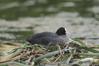 Common coot (Fulica atra) breeding on the nest, North Rhine-Westphalia, Germany, Europe