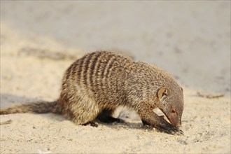 Banded mongoose (Mungos mungo), captive, occurrence in Africa