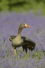 Greenland white-fronted goose or Greenland white-fronted goose (Anser albifrons flavirostris),