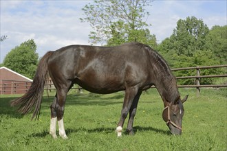 Domestic horse (Equus caballus), mare on a pasture, North Rhine-Westphalia, Germany, Europe