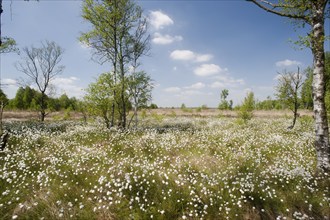 Hare's-tail cottongrass (Eriophorum vaginatum) in a bog, fruit stand, cottongrass flower, Lower