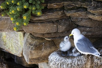 Kittiwake (Rissa tridactyla), chick on nest begging for food, Varanger, Finnmark, Norway, Europe