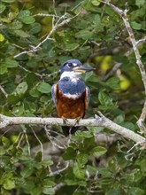 Ringed Kingfisher (Megaceryle torquata), Corixo do Cerrado, Pantanal, Brazil, South America