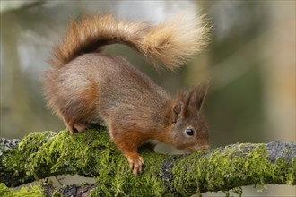 Red squirrel Sciurus vulgaris adult animal on a tree branch, Yorkshire, England, United Kingdom,