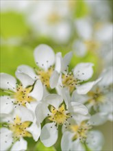 Blossoms of a pear (Pyrus), fruit tree, diffuse background, cropped, portrait format, nature photo,