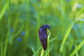 Round back slug (Arionidae) eating on a plant stem on a grass meadow