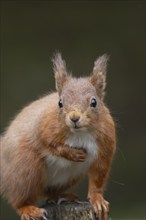 Red squirrel (Sciurus vulgaris) adult animal portrait, Yorkshire, England, United Kingdom, Europe