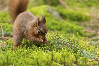 Red squirrel (Sciurus vulgaris) adult animal feeding on a nut, Yorkshire, England, United Kingdom,