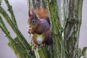 Squirrel (Sciurus), Germany, Europe