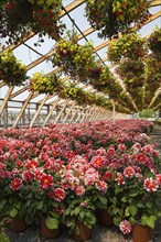 Yellow and red flowers in hanging baskets plus red and white Dahlias in containers inside