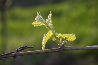 Young leaves of a grapevine in spring, viticulture, budding, shoots, vines, Baden-Württemberg,