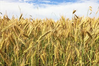 Close up at a cultivated cornfield in the summer