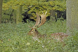 Fallow deer (Dama dama), A deer lying hidden in the forest with visible, branched antlers among the