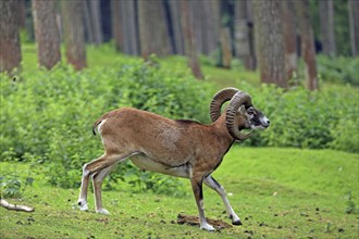 Mouflon (Ovis aries musimon), Haltern, North Rhine-Westphalia, Germany, Captive, Europe