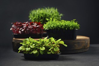 Low key photo of sorrel, amaranth, pea and coriander microgreens sprouts in trays on black