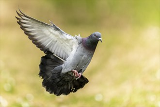 City dove (Columba livia forma domestica) in flight, wildlife, Germany, Europe