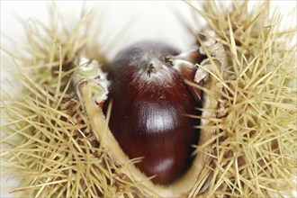 Sweet chestnut or sweet chestnut (Castanea sativa), fruit, chestnut, chestnuts